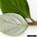 SpeciesSub: subsp. radiata